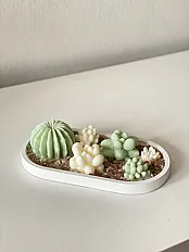 Sukulenti set  — minijatura 1