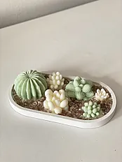 Sukulenti set  — minijatura 2